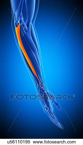 Arm muscle, illustration View Large Photo Image Stock Photography - Arm muscle, illustration. Fotosearch