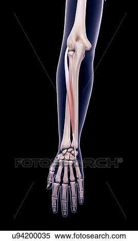 Stock Photography - Arm muscle, illustration. Fotosearch