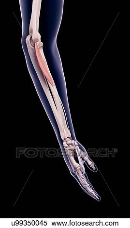 Stock Photography - Arm muscle, illustration. Fotosearch
