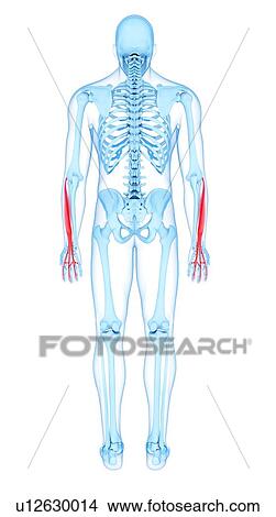 Arm muscles, illustration View Large Photo Image Picture - Arm muscles, illustration. Fotosearch