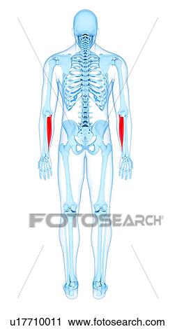 Stock Image - Arm muscles, illustration. Fotosearch