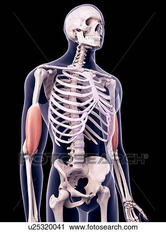 Stock Image - Arm muscles, illustration. Fotosearch