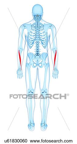 Arm muscles, illustration View Large Photo Image Stock Image - Arm muscles, illustration. Fotosearch