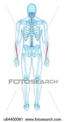 Stock Image - Arm muscles, illustration. Fotosearch