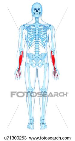 Stock Image - Arm muscles, illustration. Fotosearch