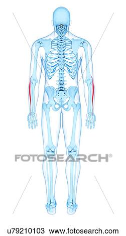 Arm muscles, illustration View Large Photo Image Stock Image - Arm muscles, illustration. Fotosearch
