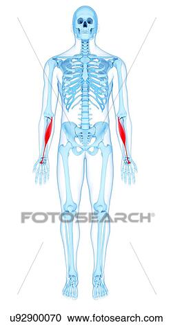 Stock Image - Arm muscles, illustration. Fotosearch