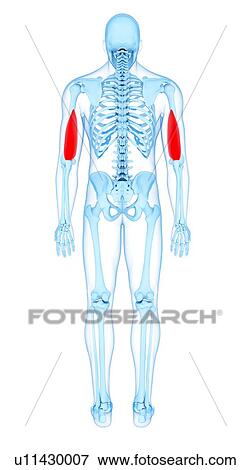 Arm muscles, illustration View Large Photo Image Stock Photo - Arm muscles, illustration. Fotosearch