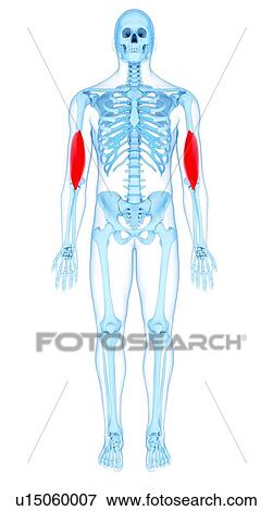 Arm muscles, illustration View Large Photo Image Stock Photo - Arm muscles, illustration. Fotosearch
