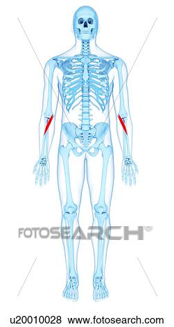 Arm muscles, illustration View Large Photo Image Stock Photo - Arm muscles, illustration. Fotosearch