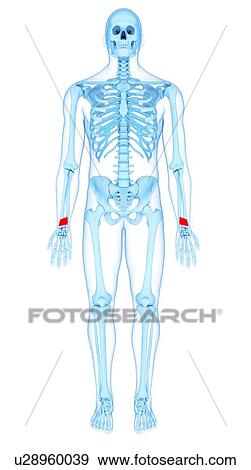 Stock Photo - Arm muscles, illustration. Fotosearch