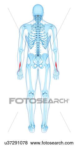 Stock Photo - Arm muscles, illustration. Fotosearch
