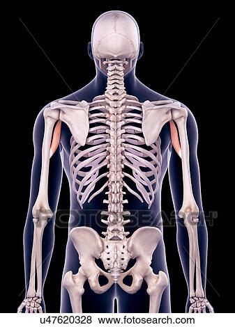 Arm muscles, illustration View Large Photo Image Stock Photo - Arm muscles, illustration. Fotosearch