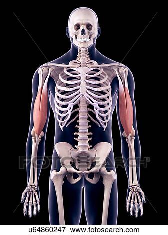 Arm muscles, illustration View Large Photo Image Stock Photo - Arm muscles, illustration. Fotosearch