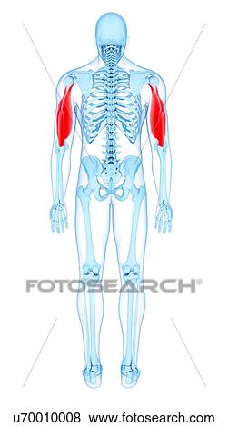 Stock Photo - Arm muscles, illustration. Fotosearch