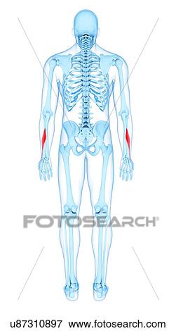 Arm muscles, illustration View Large Photo Image Stock Photo - Arm muscles, illustration. Fotosearch