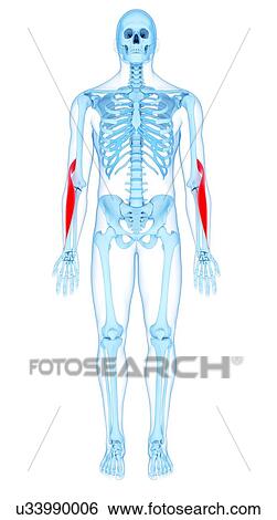 Arm muscles, illustration View Large Photo Image Stock Photograph - Arm muscles, illustration. Fotosearch
