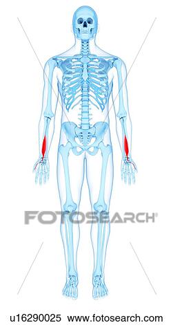 Arm muscles, illustration View Large Photo Image Stock Photography - Arm muscles, illustration. Fotosearch