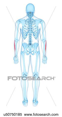 Stock Photography - Arm muscles, illustration. Fotosearch