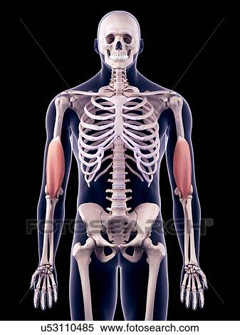 Arm muscles, illustration View Large Photo Image Stock Photography - Arm muscles, illustration. Fotosearch