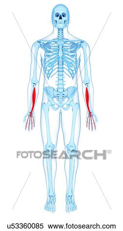 Stock Photography - Arm muscles, illustration. Fotosearch
