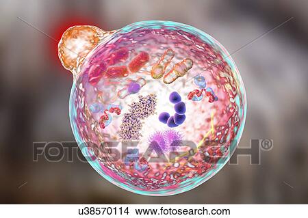 Picture - Autophagy, illustration. Fotosearch
