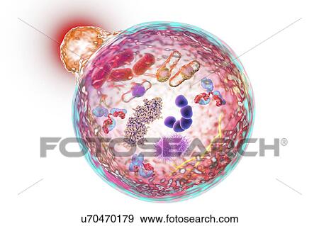 Stock Photo - Autophagy, illustration. Fotosearch