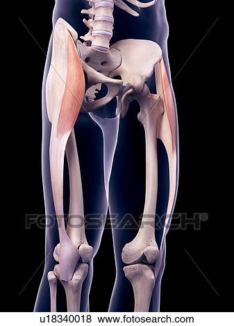 Back muscle, illustration View Large Photo Image Stock Photo - Back muscle, illustration. Fotosearch
