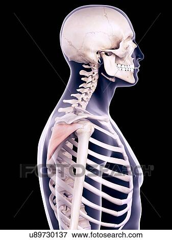 Back muscle, illustration View Large Photo Image Stock Photo - Back muscle, illustration. Fotosearch
