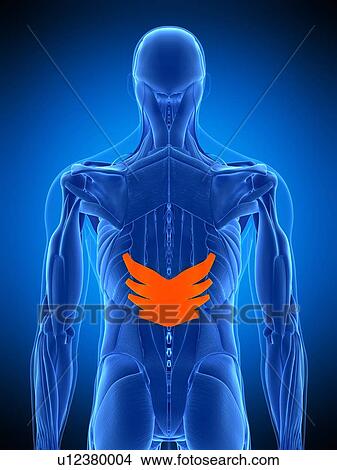 Picture - Back muscles, illustration. Fotosearch