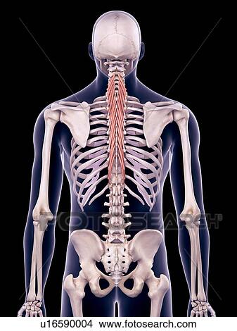 Picture - Back muscles, illustration. Fotosearch