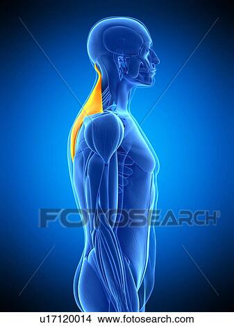 Picture - Back muscles, illustration. Fotosearch
