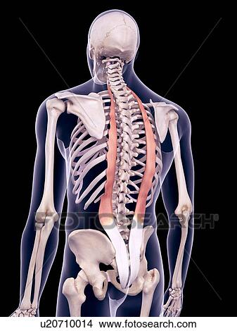 Picture - Back muscles, illustration. Fotosearch