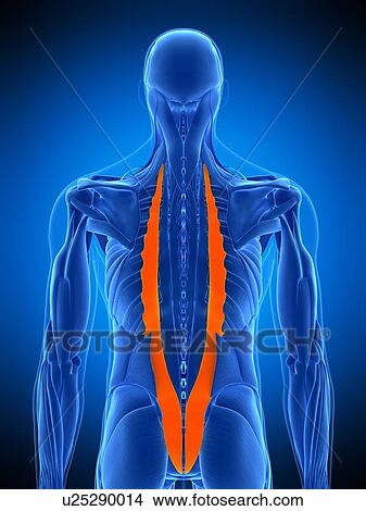 Picture - Back muscles, illustration. Fotosearch