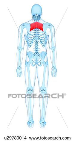 Back muscles, illustration View Large Photo Image Picture - Back muscles, illustration. Fotosearch