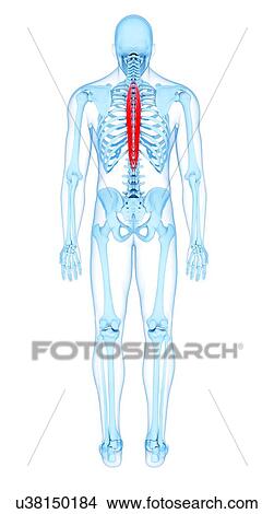 Back muscles, illustration View Large Photo Image Picture - Back muscles, illustration. Fotosearch
