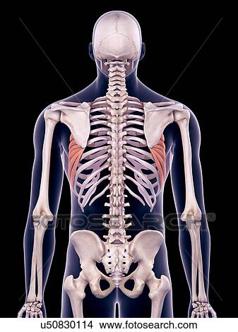Picture - Back muscles, illustration. Fotosearch