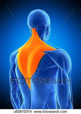 Picture - Back muscles, illustration. Fotosearch