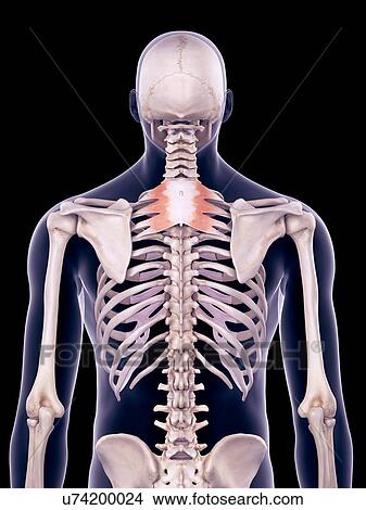 Picture - Back muscles, illustration. Fotosearch