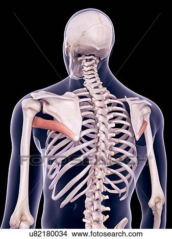 Back muscles, illustration View Large Photo Image Picture - Back muscles, illustration. Fotosearch