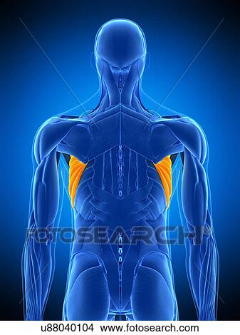 Back muscles, illustration View Large Photo Image Picture - Back muscles, illustration. Fotosearch