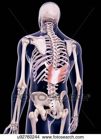 Picture - Back muscles, illustration. Fotosearch