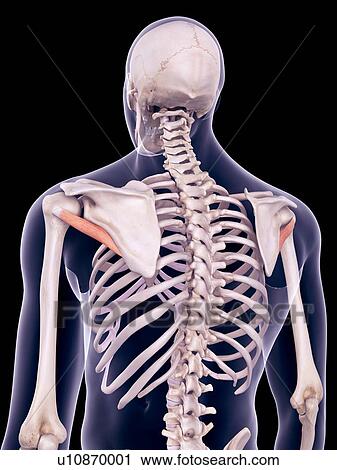 Back muscles, illustration View Large Photo Image Stock Image - Back muscles, illustration. Fotosearch