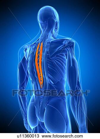 Stock Image - Back muscles, illustration. Fotosearch
