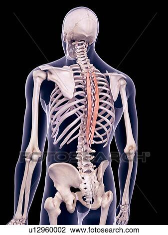 Back muscles, illustration View Large Photo Image Stock Image - Back muscles, illustration. Fotosearch