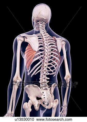 Back muscles, illustration View Large Photo Image Stock Image - Back muscles, illustration. Fotosearch