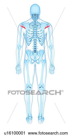 Back muscles, illustration View Large Photo Image Stock Image - Back muscles, illustration. Fotosearch