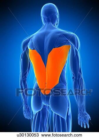 Stock Image - Back muscles, illustration. Fotosearch