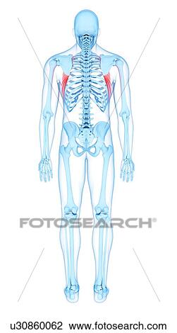 Back muscles, illustration View Large Photo Image Stock Image - Back muscles, illustration. Fotosearch