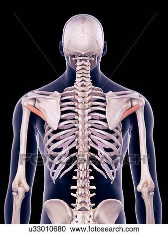 Stock Image - Back muscles, illustration. Fotosearch